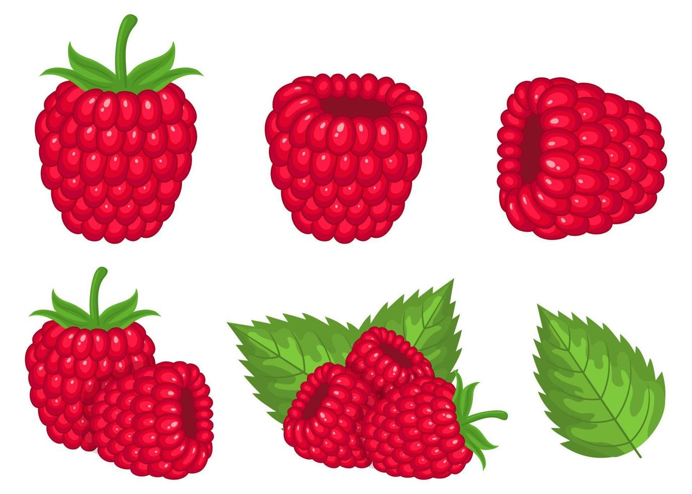Set of fresh bright exotic raspberries isolated on white background. Summer fruits for healthy lifestyle. Organic fruit. Cartoon style. Vector illustration for any design.
