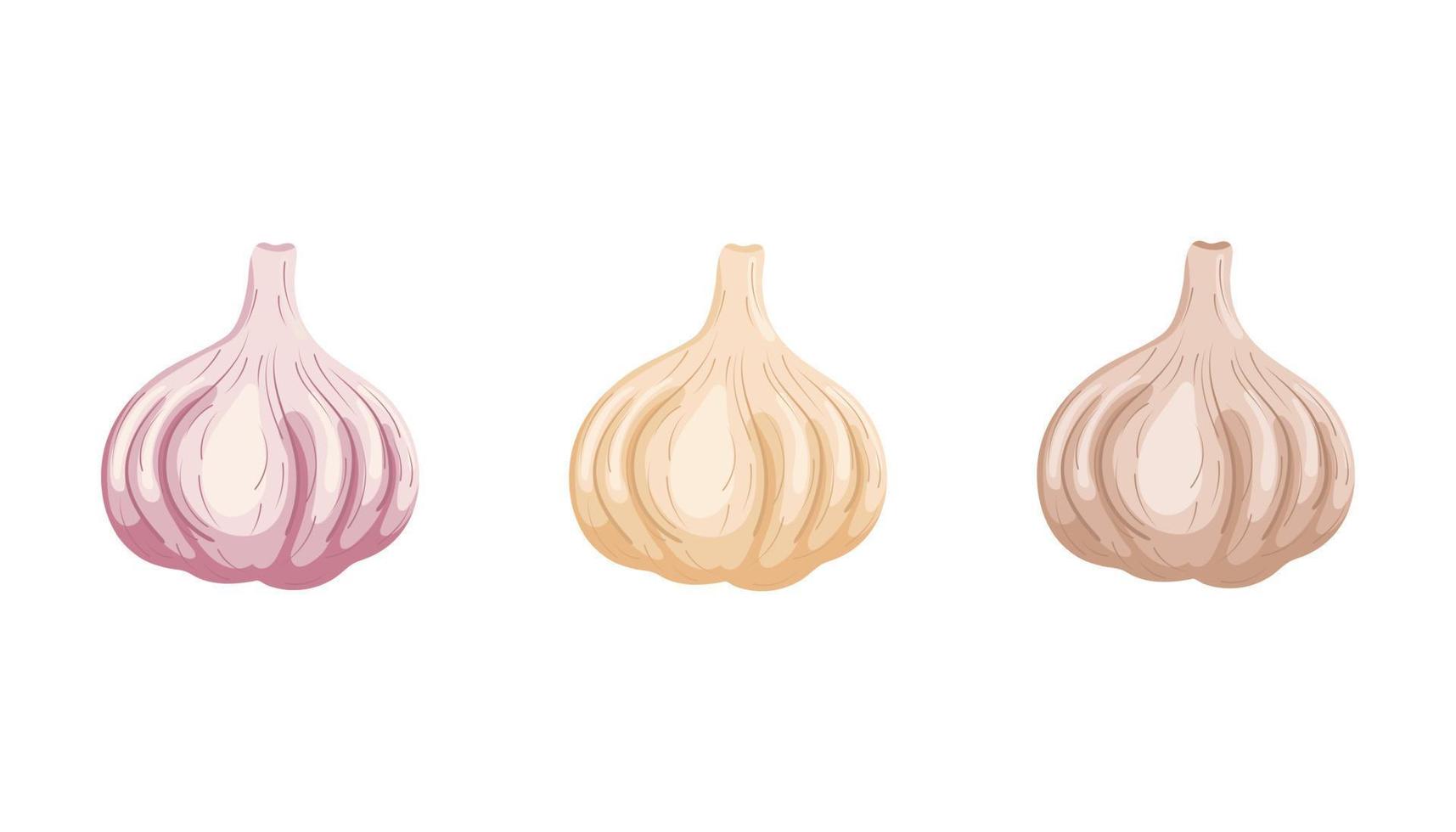 Set of garlics isolated on white background. Organic food. Cartoon style. Vector illustration for design.