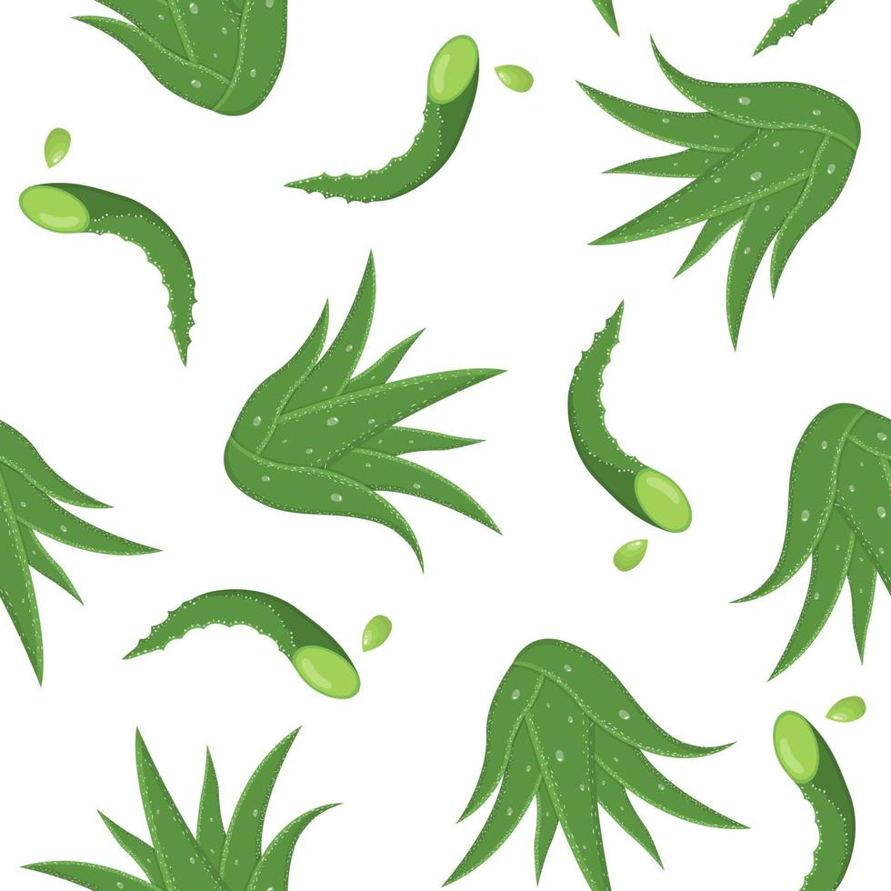 patrón sin costuras con hojas cortadas de plantas medicinales de aloe vera aisladas sobre fondo blanco. estilo de dibujos animados ilustración vectorial para cualquier diseño. vector