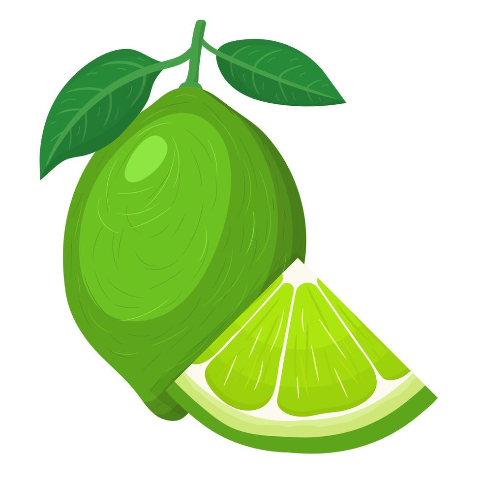 Fresh bright exotic whole and cut slice lime fruit isolated on white background. Summer fruits for healthy lifestyle. Organic fruit. Cartoon style. Vector illustration for any design.