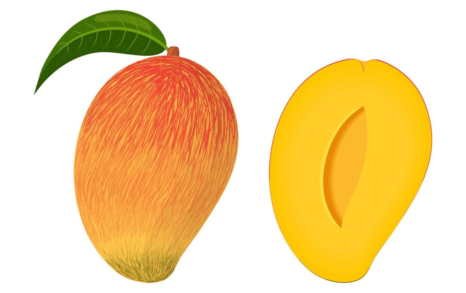 dibujos animados detallados exóticos enteros y medio mango aislado sobre fondo blanco. frutas de verano para un estilo de vida saludable. fruta organica estilo de dibujos animados ilustración vectorial para cualquier diseño. vector