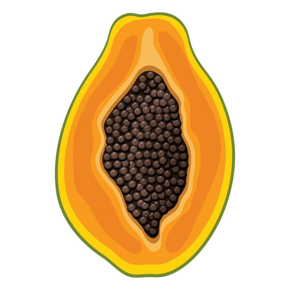 Fruta fresca y exótica de media papaya aislada en fondo blanco. frutas de verano para un estilo de vida saludable. fruta organica estilo de dibujos animados ilustración vectorial para cualquier diseño. vector