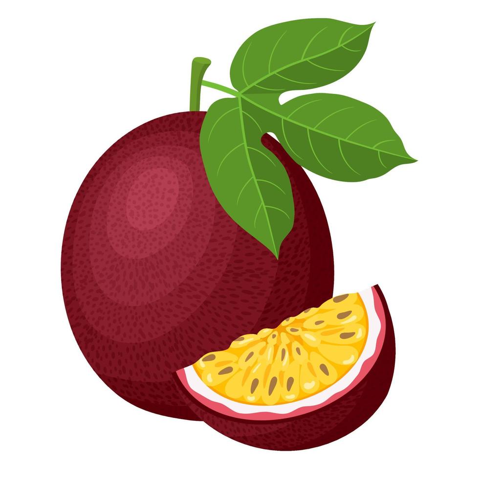 Frutas de la pasión frescas, exóticas, enteras y cortadas, aisladas en fondo blanco. frutas de verano para un estilo de vida saludable. fruta organica estilo de dibujos animados ilustración vectorial para cualquier diseño. vector