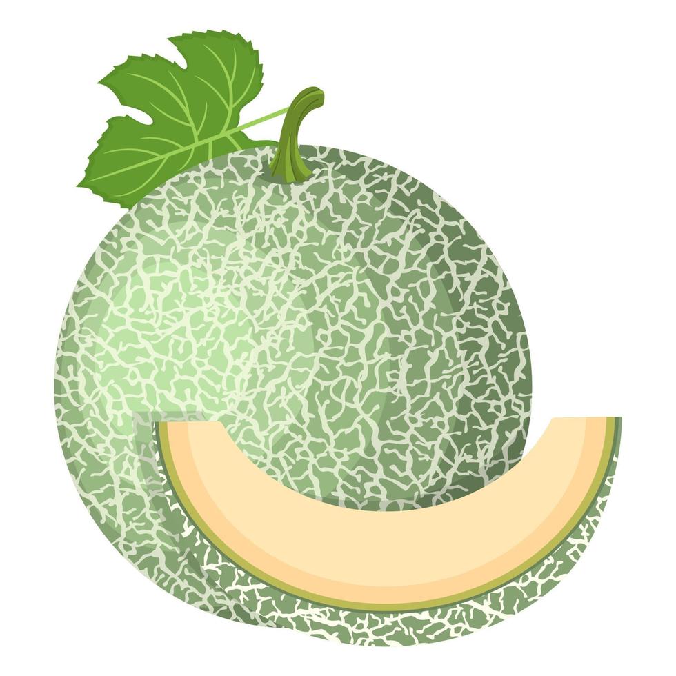 Fresh whole, cut slice melon fruit isolated on white background. Cantaloupe melon. Summer fruits for healthy lifestyle. Organic fruit. Cartoon style. Vector illustration for any design.