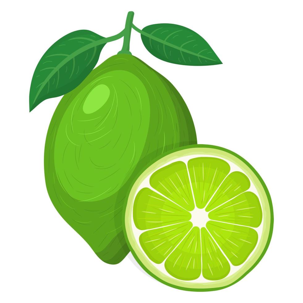 Fresh bright exotic whole and cut slice lime fruit isolated on white background. Summer fruits for healthy lifestyle. Organic fruit. Cartoon style. Vector illustration for any design.