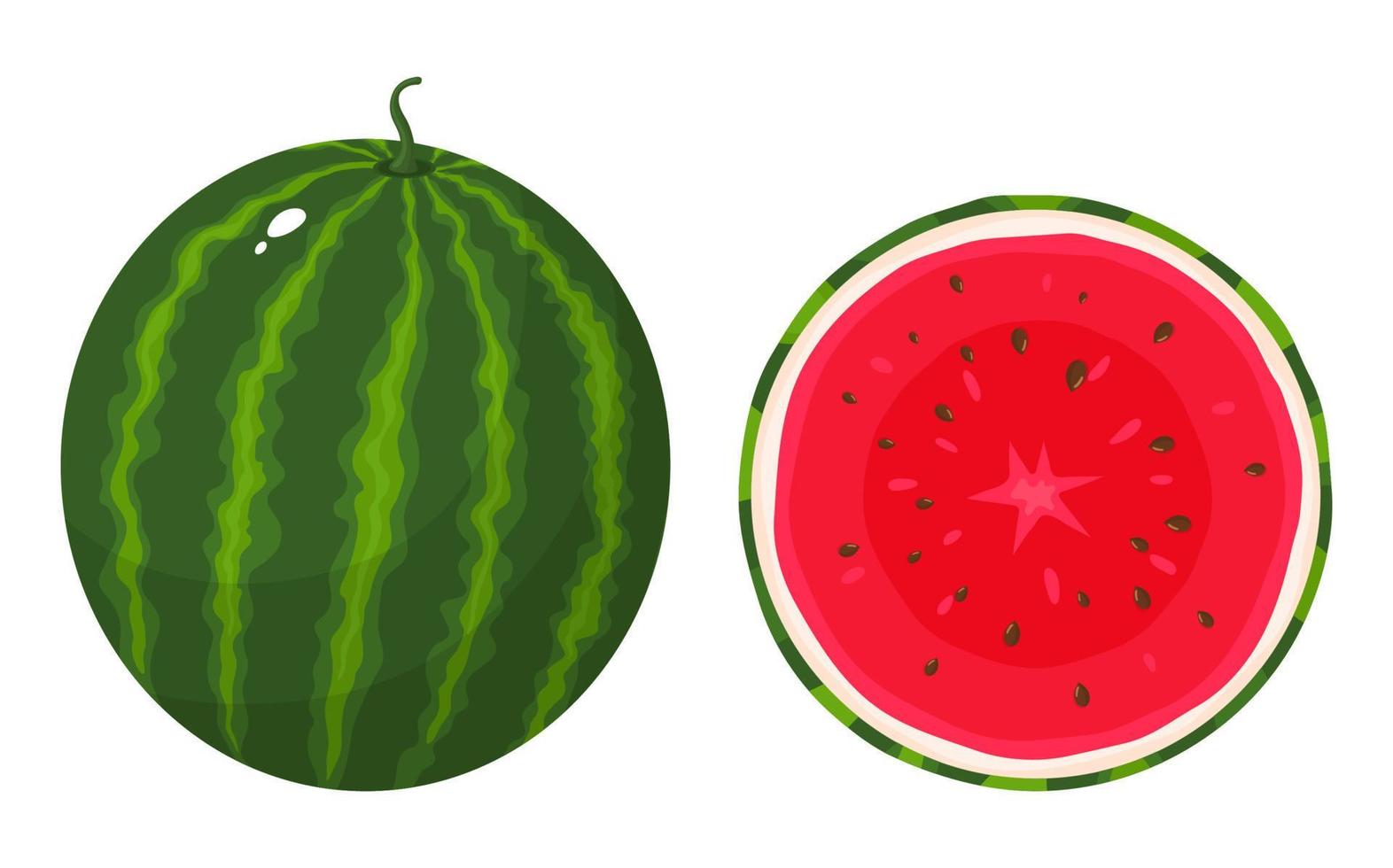 Set of colorful whole and half of juice watermelon isolated on white background. Fresh cartoon berries. Vector illustration for any design.