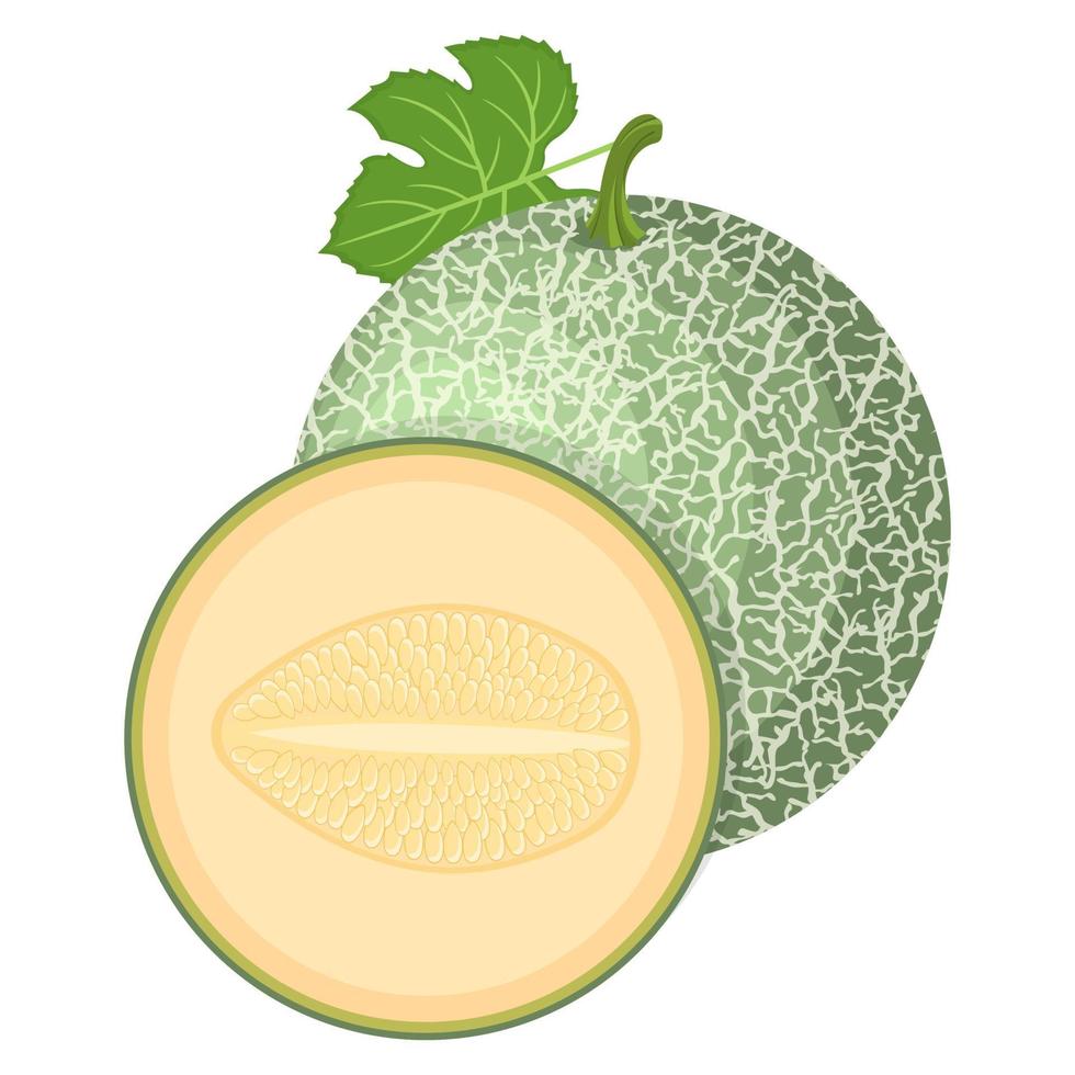 Fresh whole, half melon fruit isolated on white background. Cantaloupe melon. Summer fruits for healthy lifestyle. Organic fruit. Cartoon style. Vector illustration for any design.