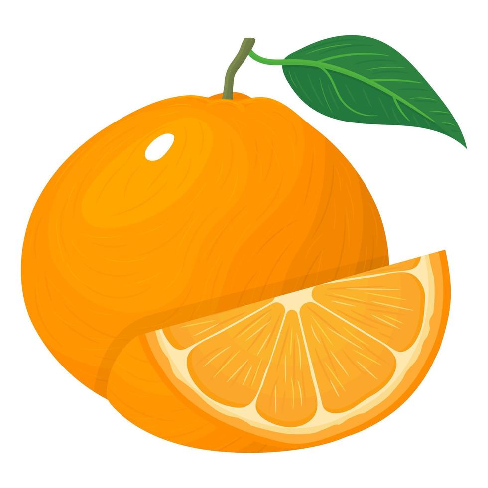 Fresh bright composition of exotic whole and cut slice tangerine or mandarin isolated on white background. Summer fruits for healthy lifestyle. Organic fruit. Vector illustration for any design.