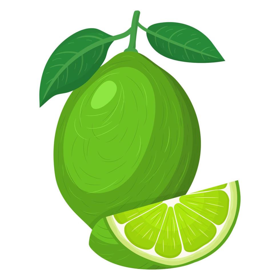 Fresh bright exotic whole and cut slice lime fruit isolated on white background. Summer fruits for healthy lifestyle. Organic fruit. Cartoon style. Vector illustration for any design.