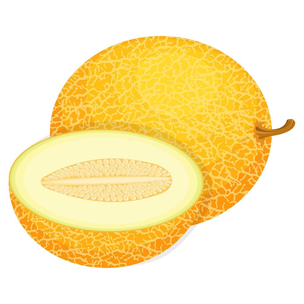 Fresh whole and half melon fruit isolated on white background. Honeydew melon. Summer fruits for healthy lifestyle. Organic fruit. Cartoon style. Vector illustration for any design.
