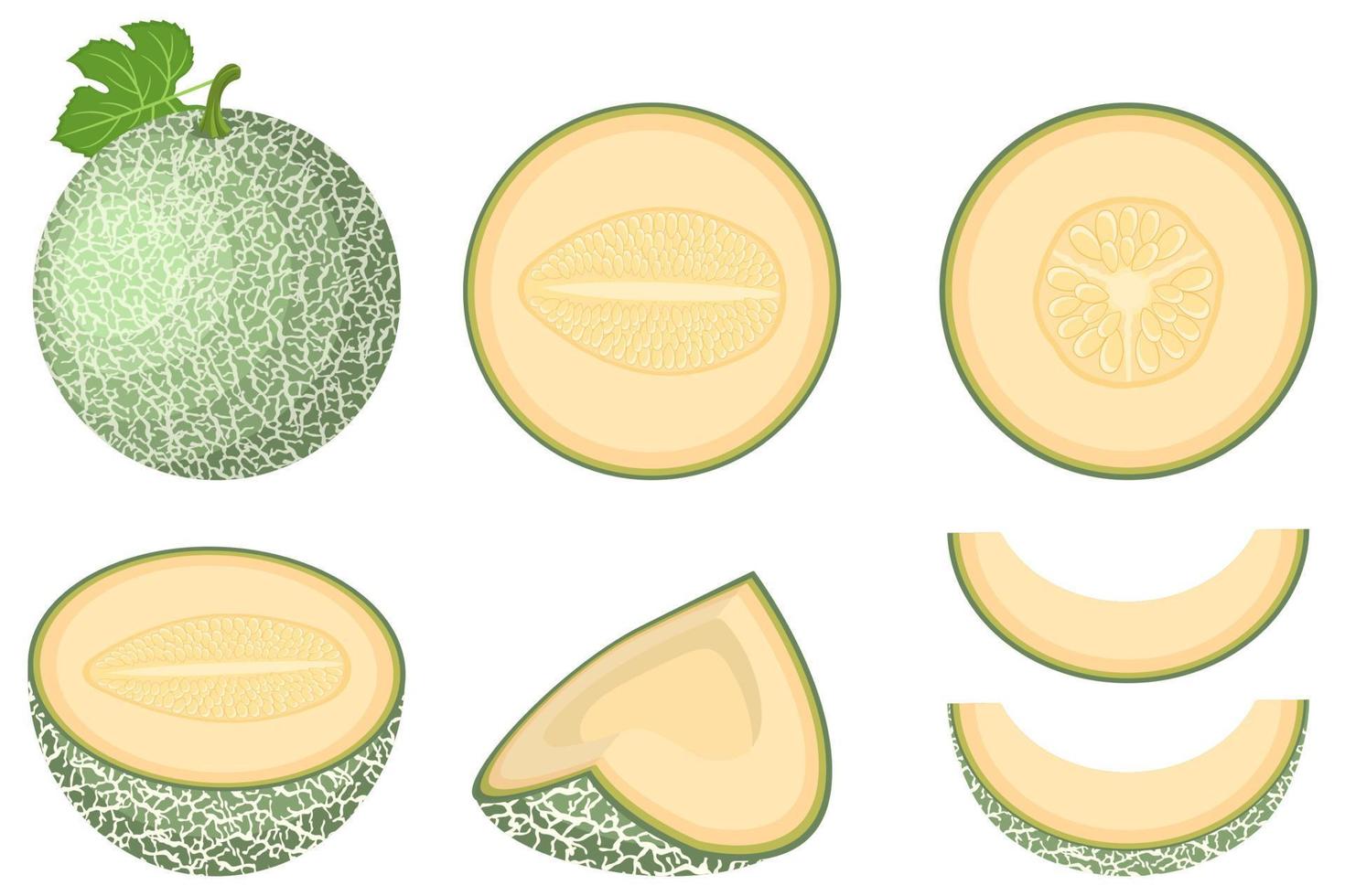 Set of fresh whole, half, cut slice melon fruit isolated on white background. Cantaloupe melon. Summer fruits for healthy lifestyle. Organic fruit. Cartoon style. Vector illustration for any design.