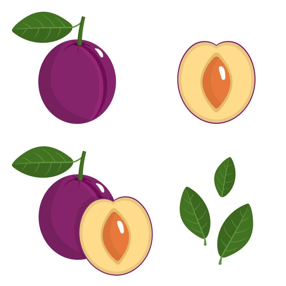 conjunto de frutas frescas enteras, medias, cortadas en rodajas y hojas de ciruela aisladas en fondo blanco. frutas de verano para un estilo de vida saludable. fruta organica estilo de dibujos animados ilustración vectorial para cualquier diseño. vector