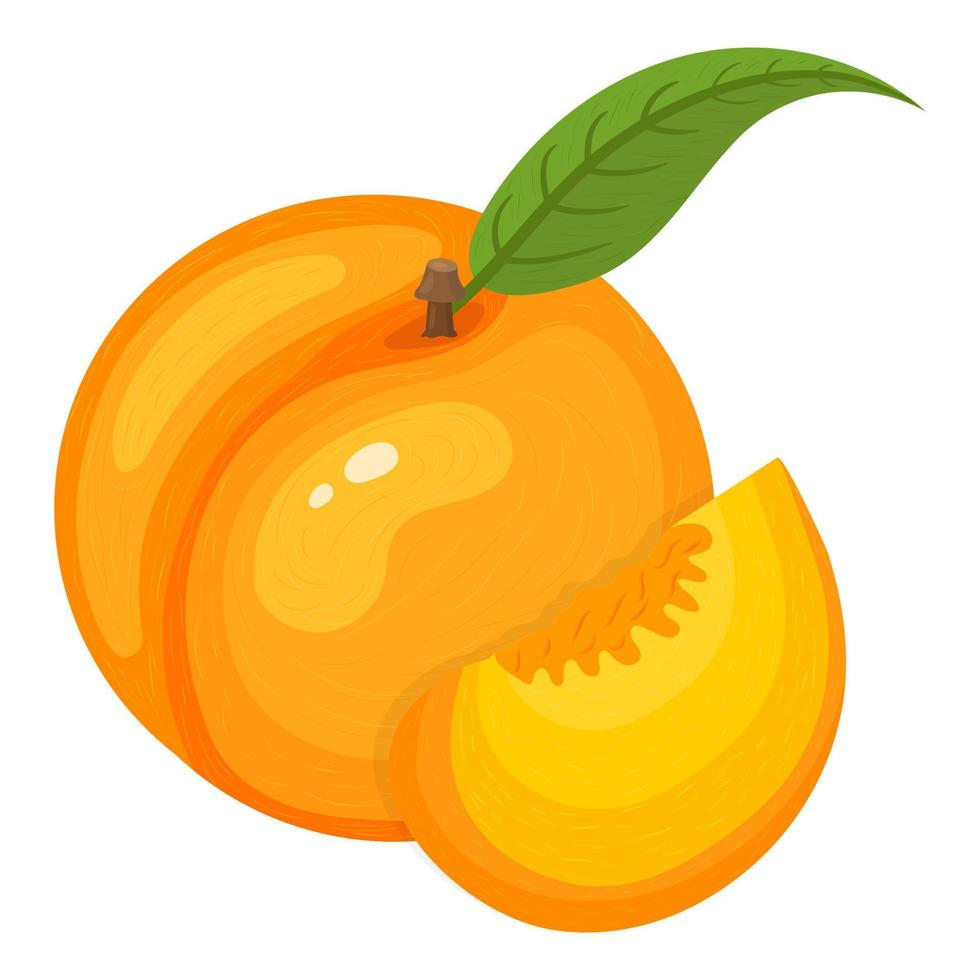 Cartoon detailed exotic whole and slice peach isolated on white background. Summer fruits for healthy lifestyle. Organic fruit. Cartoon style. Vector illustration for any design.