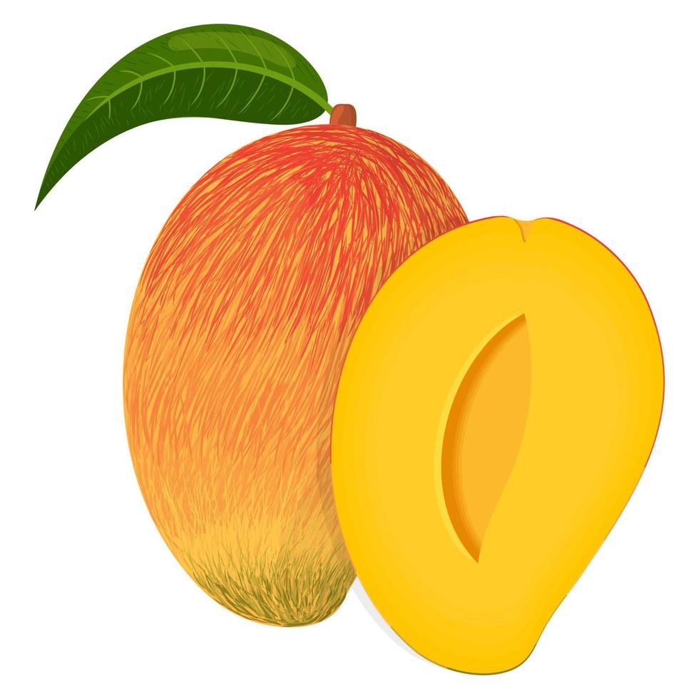 Fresh exotic whole and half mango isolated on white background. Summer fruits for healthy lifestyle. Organic fruit. Cartoon style. Vector illustration for any design.