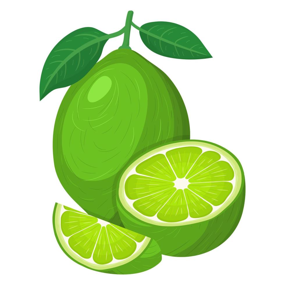 Fresh bright exotic whole, half and cut slice lime fruit isolated on white background. Summer fruits for healthy lifestyle. Organic fruit. Cartoon style. Vector illustration for any design.