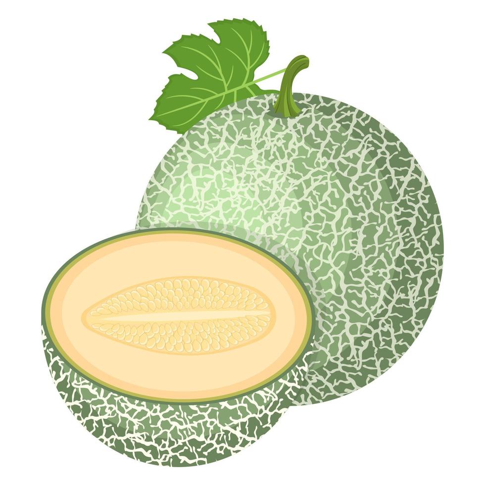 fruta fresca entera, medio melón aislada sobre fondo blanco. melón cantalupo. frutas de verano para un estilo de vida saludable. fruta organica estilo de dibujos animados ilustración vectorial para cualquier diseño. vector