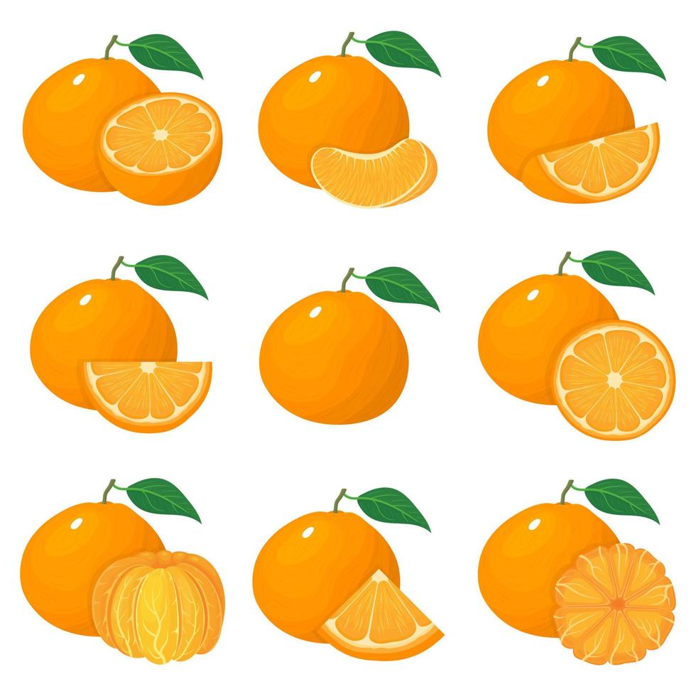 Set of fresh whole, half, cut slice tangerine or mandarin fruits isolated on white background. Summer fruits for healthy lifestyle. Organic fruit. Cartoon style. Vector illustration for any design.