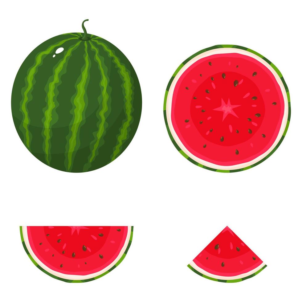 Set of fresh whole, half, cut slice watermelon fruit isolated on white background. Summer fruits for healthy lifestyle. Organic fruit. Cartoon style. Vector illustration for any design.