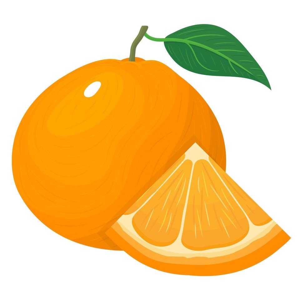 composición fresca y brillante de mandarina o mandarina entera y cortada exótica aislada en fondo blanco. frutas de verano para un estilo de vida saludable. fruta organica ilustración vectorial para cualquier diseño. vector