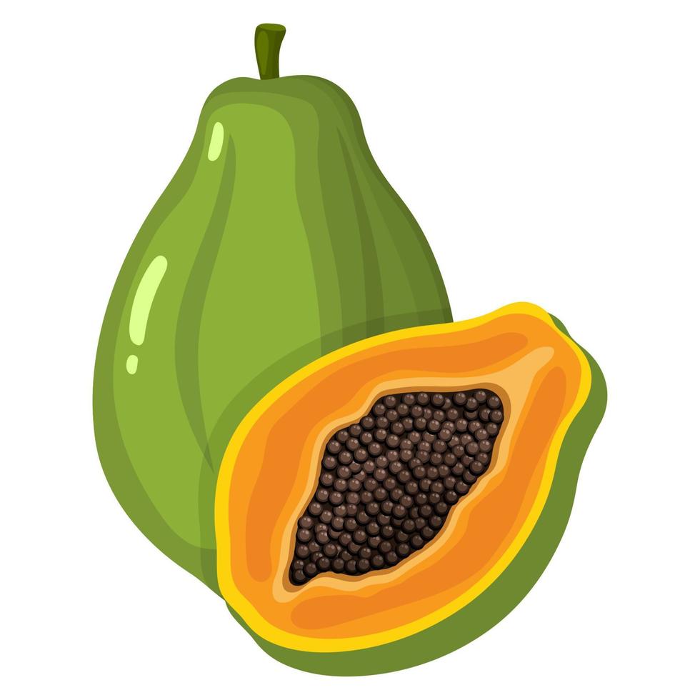 fresco, brillante, exótico, entero, y, medio, papaya, fruta, aislado, blanco, fondo. frutas de verano para un estilo de vida saludable. fruta organica estilo de dibujos animados ilustración vectorial para cualquier diseño. vector