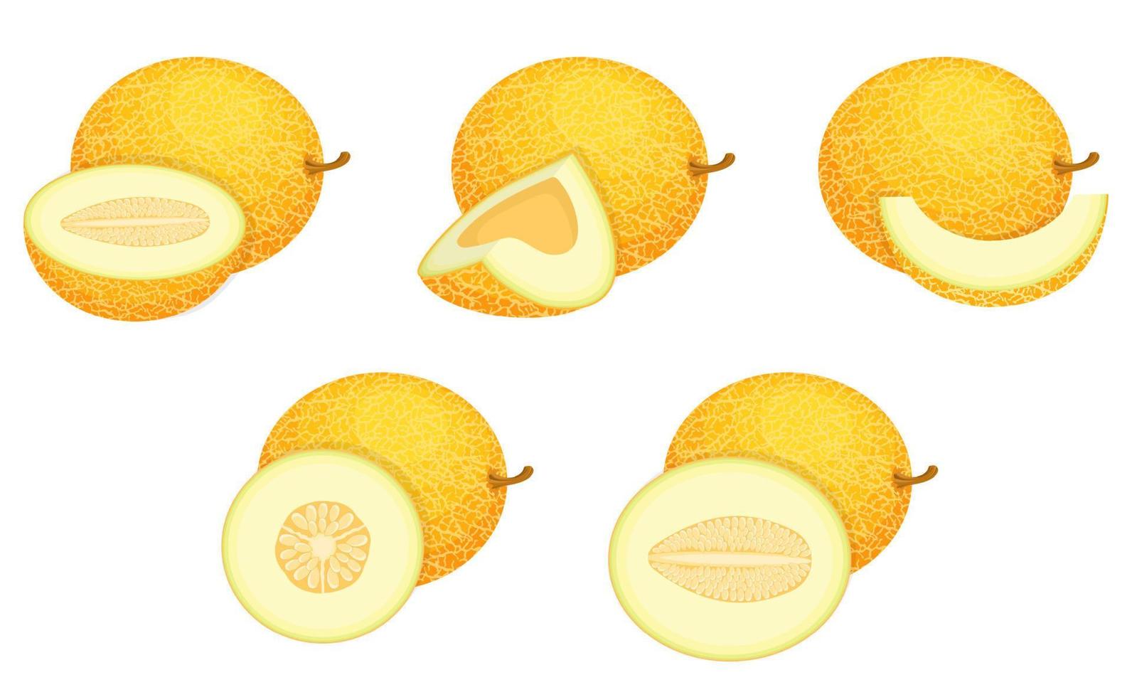 Set of fresh whole, half, cut slice melon fruit isolated on white background. Honeydew melon. Summer fruits for healthy lifestyle. Organic fruit. Cartoon style. Vector illustration for any design.