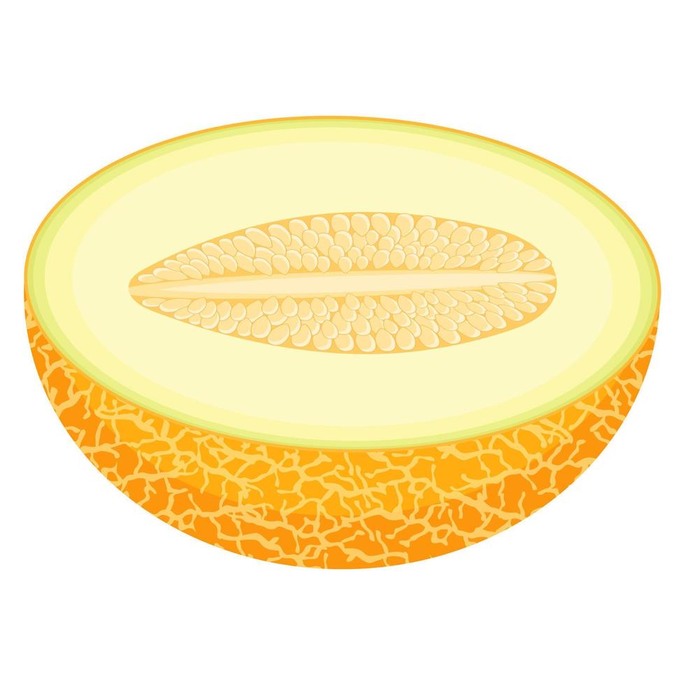 Fresh half melon fruit isolated on white background. Honeydew melon. Summer fruits for healthy lifestyle. Organic fruit. Cartoon style. Vector illustration for any design.