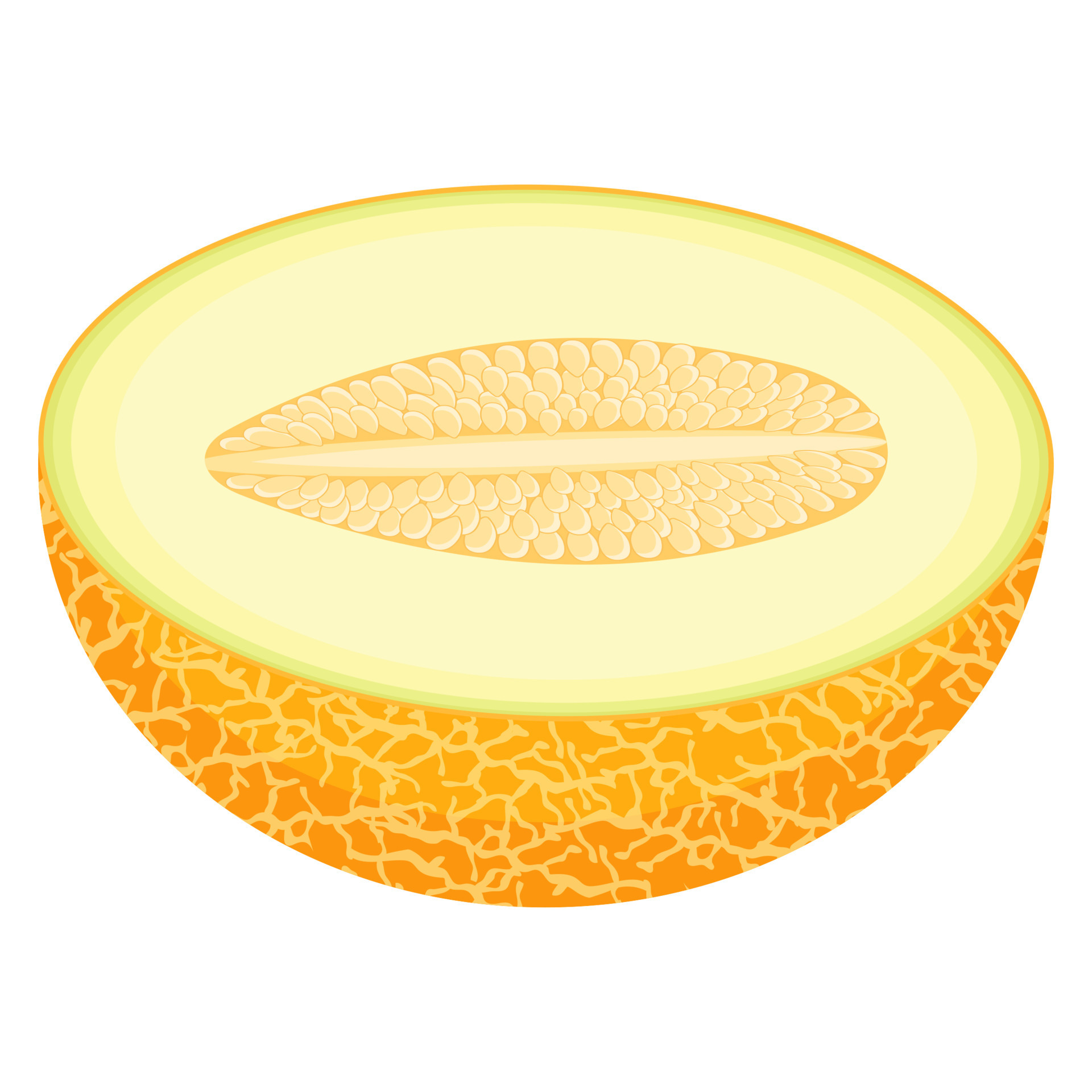 Fresh half melon fruit isolated on white background. Honeydew melon. Summer fruits for healthy lifestyle. Organic fruit. Cartoon style. Vector illustration for any design. 10525454 Vector Art at Vecteezy Fresh half melon fruit isolated on white background. Honeydew melon. Summer fruits for healthy lifestyle. Organic fruit. Cartoon style. Vector illustration for any design. 10525454 Vector Art at Vecteezy
