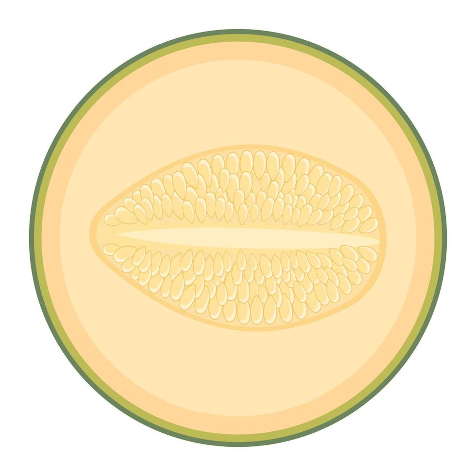 fruta fresca de medio melón aislada en fondo blanco. melón cantalupo. frutas de verano para un estilo de vida saludable. fruta organica estilo de dibujos animados ilustración vectorial para cualquier diseño. vector
