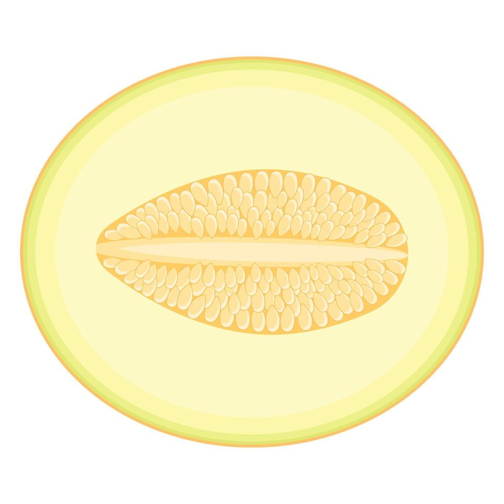 Fresh half melon fruit isolated on white background. Honeydew melon. Summer fruits for healthy lifestyle. Organic fruit. Cartoon style. Vector illustration for any design.