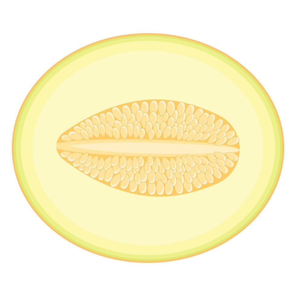 Fresh half melon fruit isolated on white background. Honeydew melon. Summer fruits for healthy lifestyle. Organic fruit. Cartoon style. Vector illustration for any design.