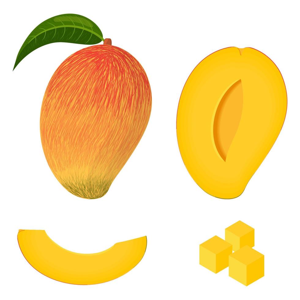 conjunto de frutas frescas de mango enteras, cortadas a la mitad y cortadas aisladas en fondo blanco. frutas de verano para un estilo de vida saludable. fruta organica estilo de dibujos animados ilustración vectorial para cualquier diseño. vector