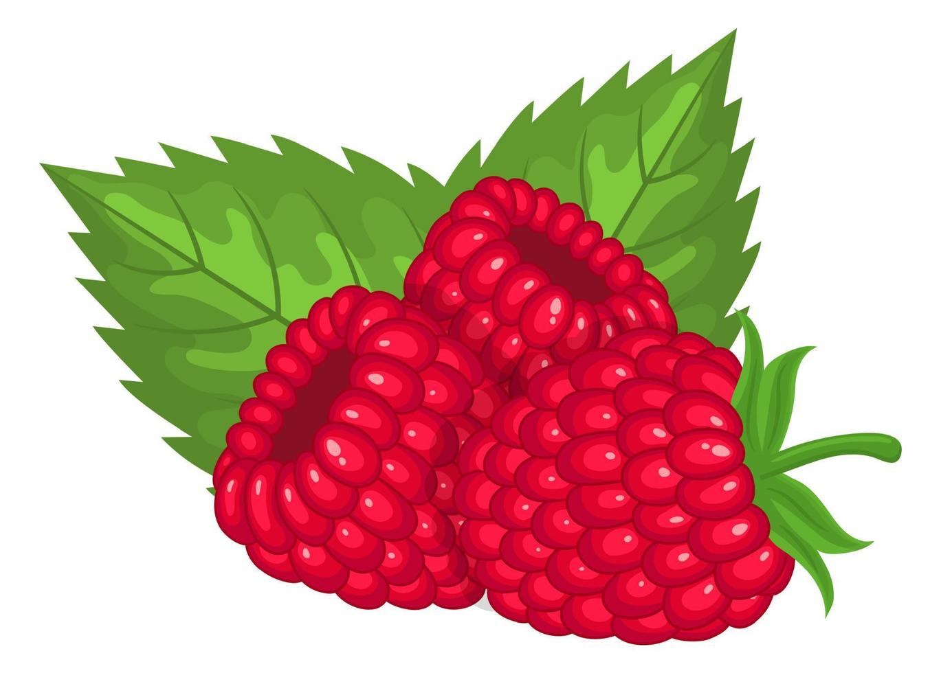 Fresh bright exotic whole raspberries with leaves isolated on white background. Summer fruits for healthy lifestyle. Organic fruit. Cartoon style. Vector illustration for any design.