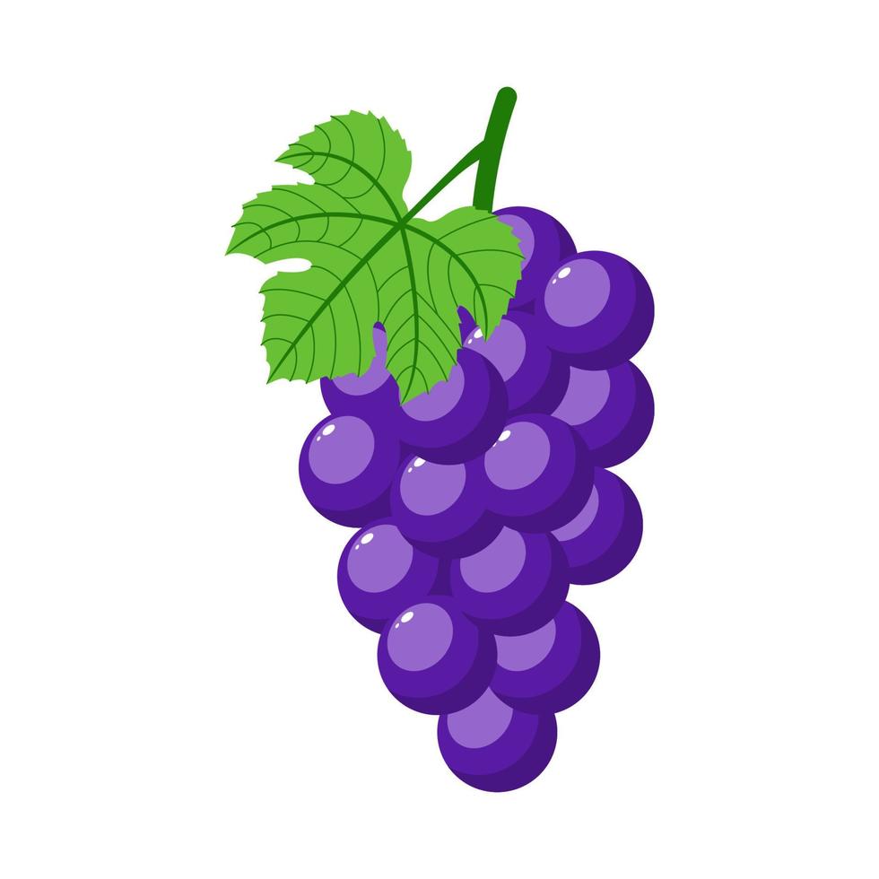 Purple grapes isolated on white background. Bunch of purple grapes with stem and leaf. Cartoon style. Vector illustration for any design