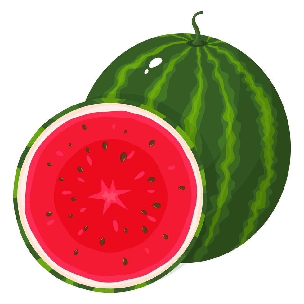 Fresh whole and half watermelon fruit isolated on white background. Summer fruits for healthy lifestyle. Organic fruit. Cartoon style. Vector illustration for any design.