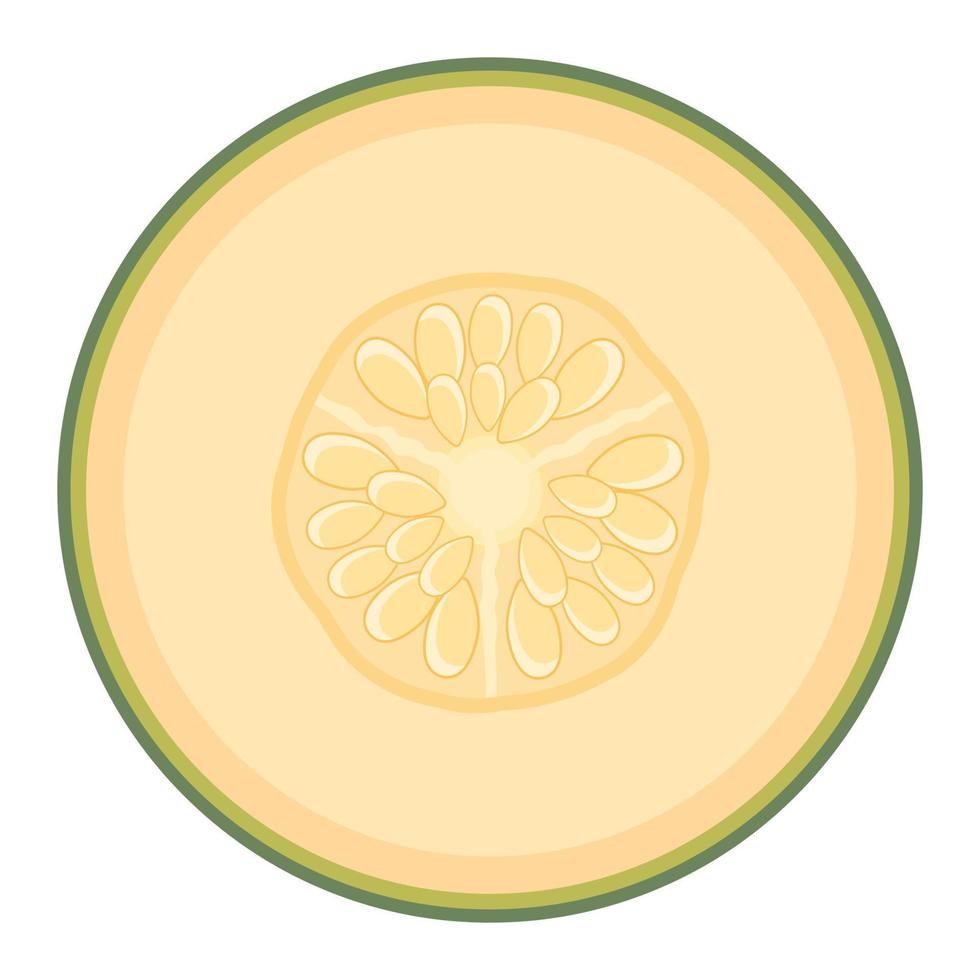 fruta fresca de medio melón aislada en fondo blanco. melón cantalupo. frutas de verano para un estilo de vida saludable. fruta organica estilo de dibujos animados ilustración vectorial para cualquier diseño. vector