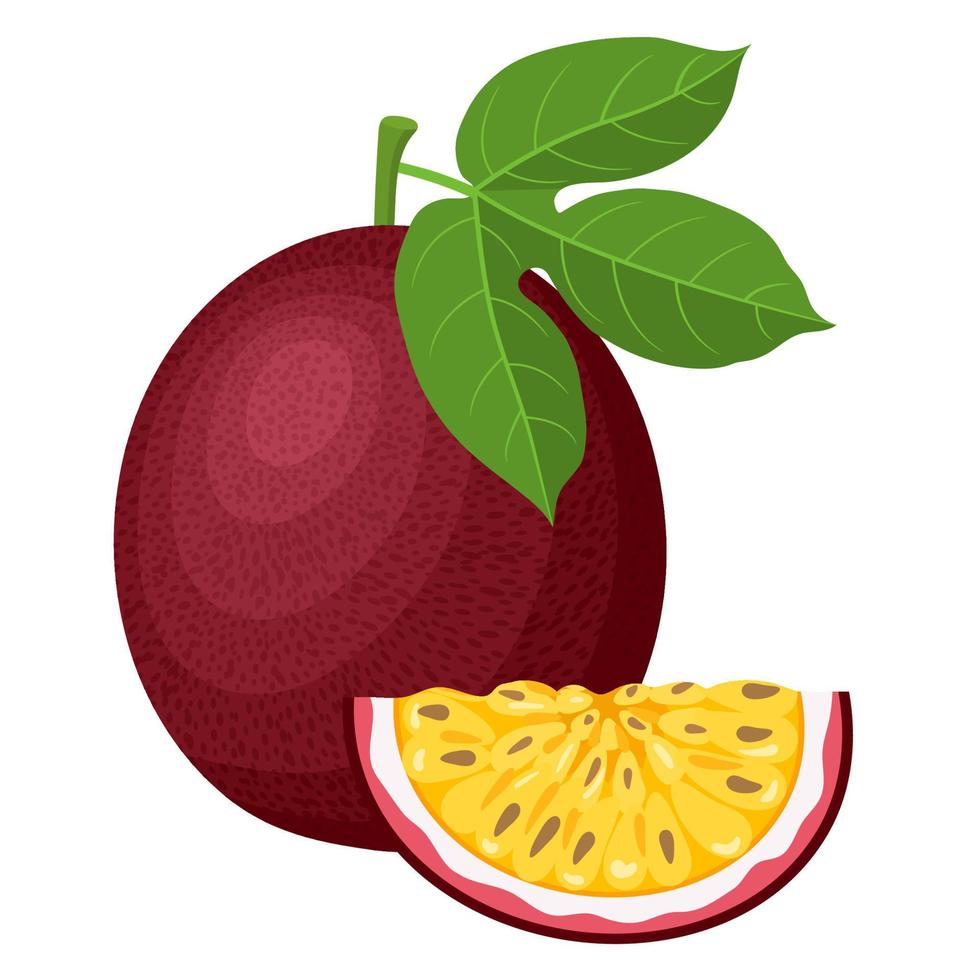 Frutas de la pasión frescas, exóticas, enteras y cortadas, aisladas en fondo blanco. frutas de verano para un estilo de vida saludable. fruta organica estilo de dibujos animados ilustración vectorial para cualquier diseño. vector