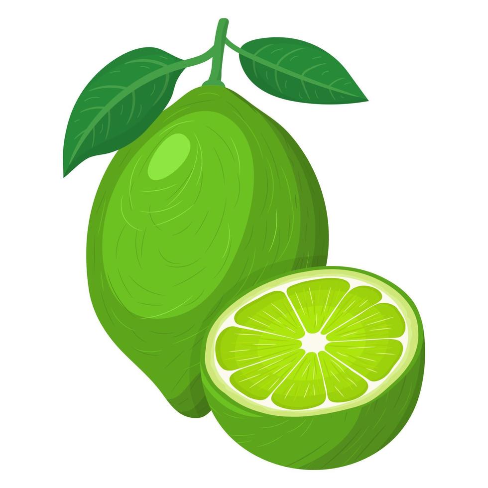 fresca, brillante, exótica, entera y media lima, fruta aislada en fondo blanco. frutas de verano para un estilo de vida saludable. fruta organica estilo de dibujos animados ilustración vectorial para cualquier diseño. vector