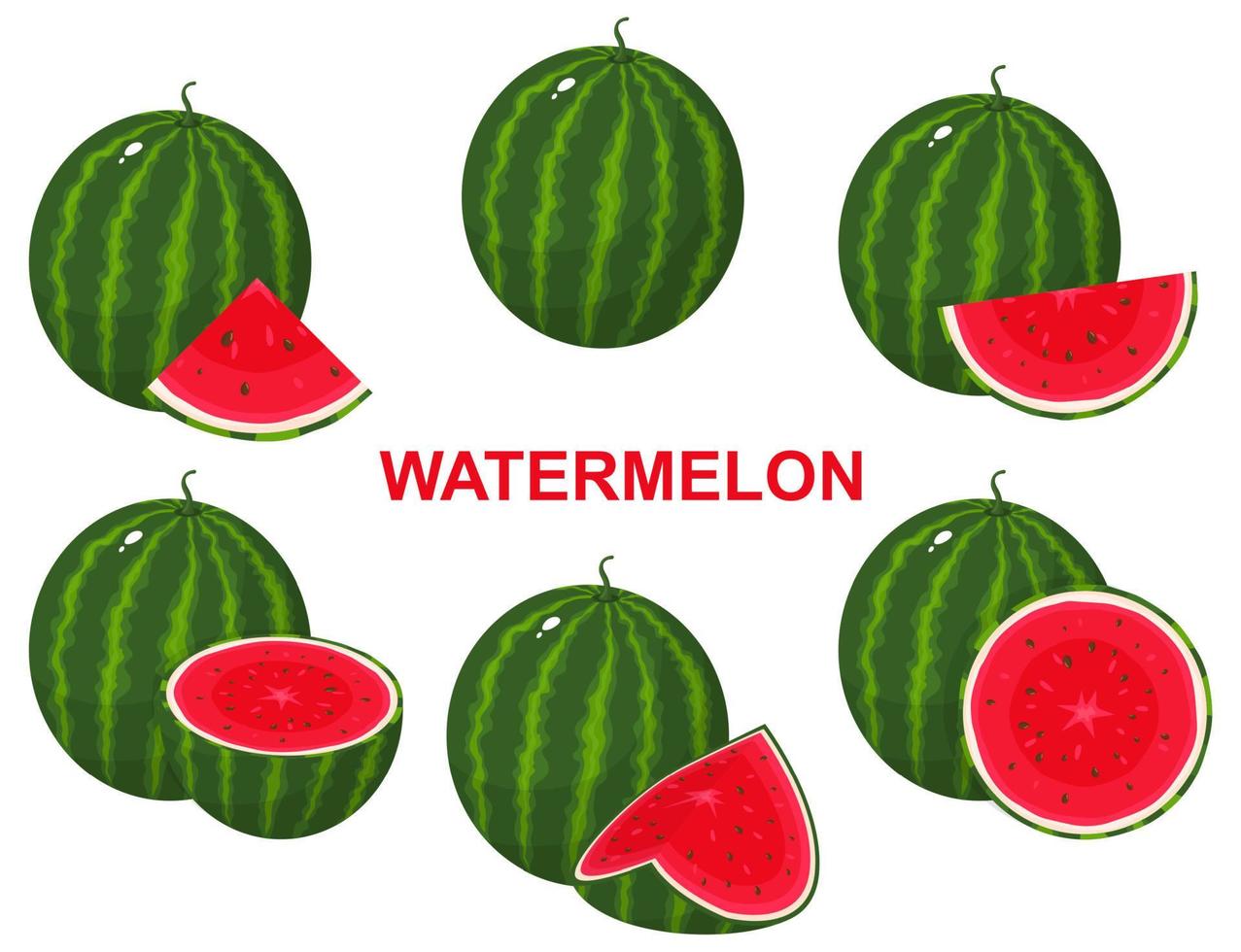 Set of fresh composition watermelon fruits isolated on white background. Summer fruits for healthy lifestyle. Organic fruit. Cartoon style. Vector illustration for any design.