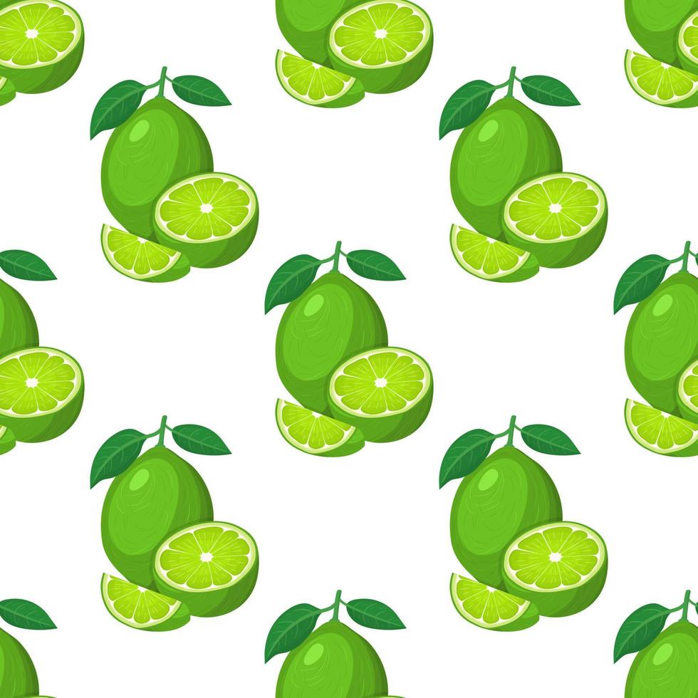 Seamless pattern with fresh bright exotic whole, half and cut slice lime fruit on white background. Summer fruits for healthy lifestyle. Organic fruit. Vector illustration for any design.