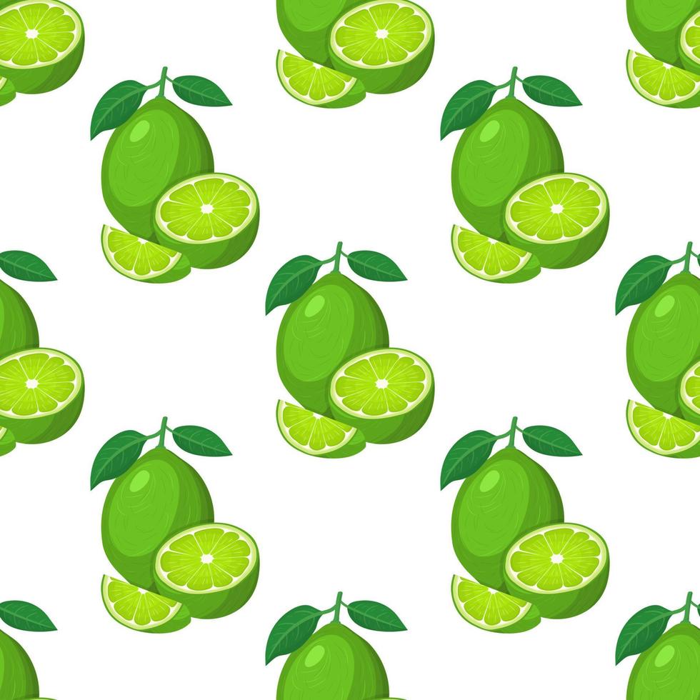 Seamless pattern with fresh bright exotic whole, half and cut slice lime fruit on white background. Summer fruits for healthy lifestyle. Organic fruit. Vector illustration for any design.