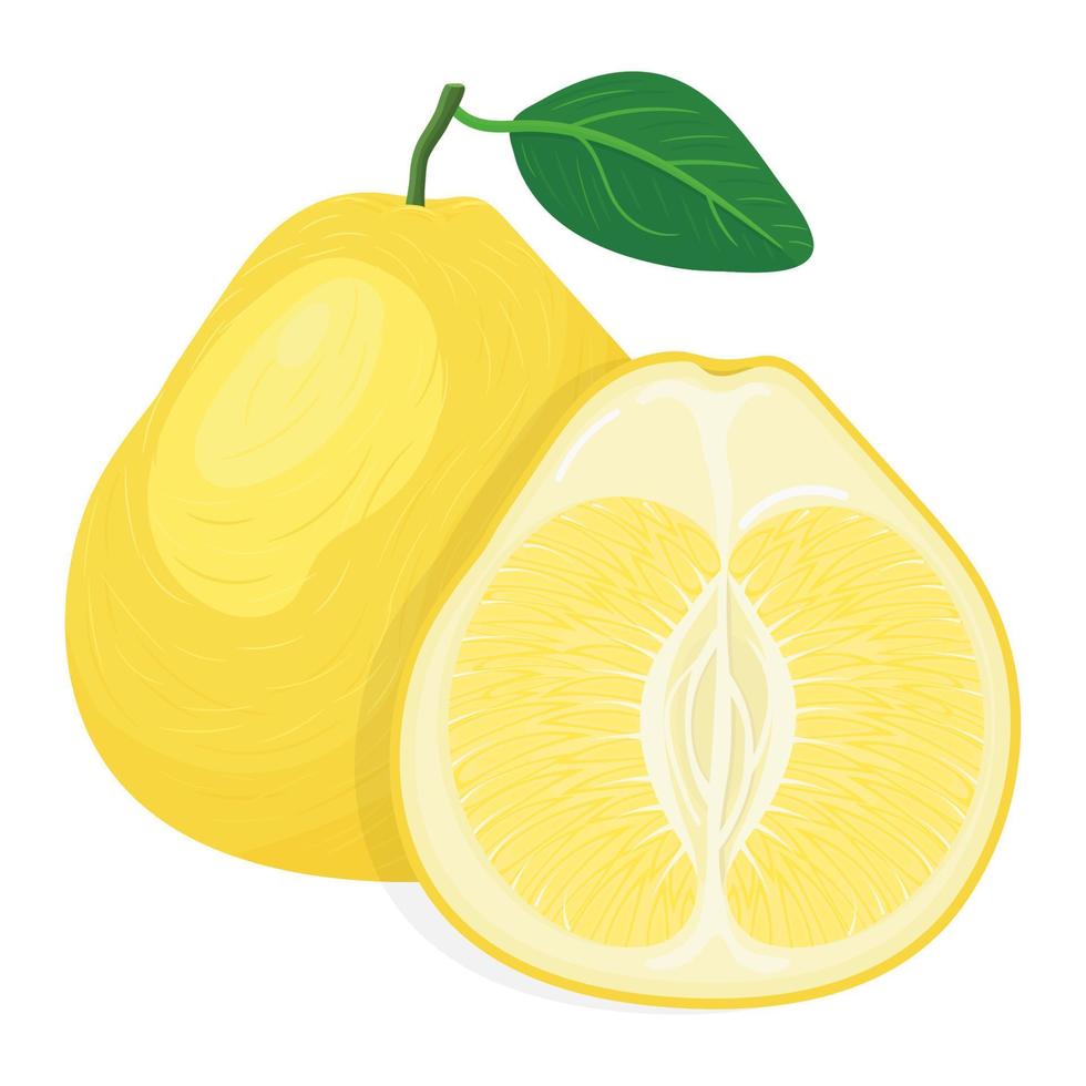 fresco, brillante, exótico, entero, y, corte, rebanada, pomelo, fruta, aislado, blanco, fondo. frutas de verano para un estilo de vida saludable. fruta organica estilo de dibujos animados ilustración vectorial para cualquier diseño vector