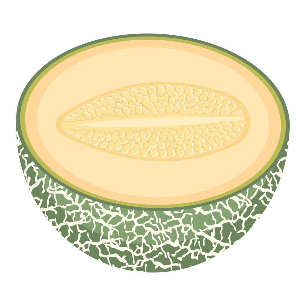 fruta fresca de medio melón aislada en fondo blanco. melón cantalupo. frutas de verano para un estilo de vida saludable. fruta organica estilo de dibujos animados ilustración vectorial para cualquier diseño. vector