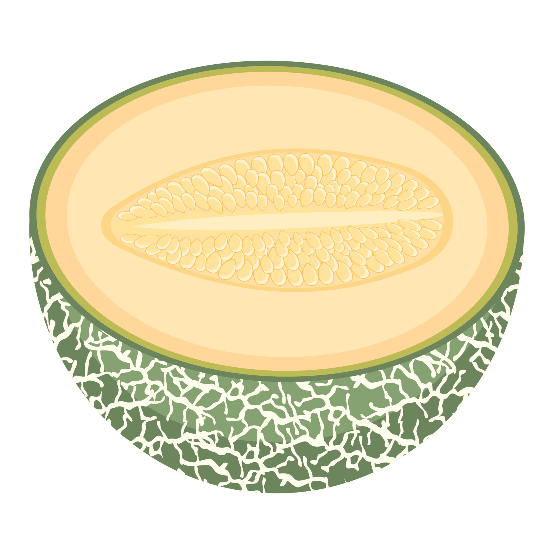 Fresh half melon fruit isolated on white background. Cantaloupe melon.  Summer fruits for healthy lifestyle. Organic fruit. Cartoon style. Vector  illustration for any design. 10526627 Vector Art at Vecteezy