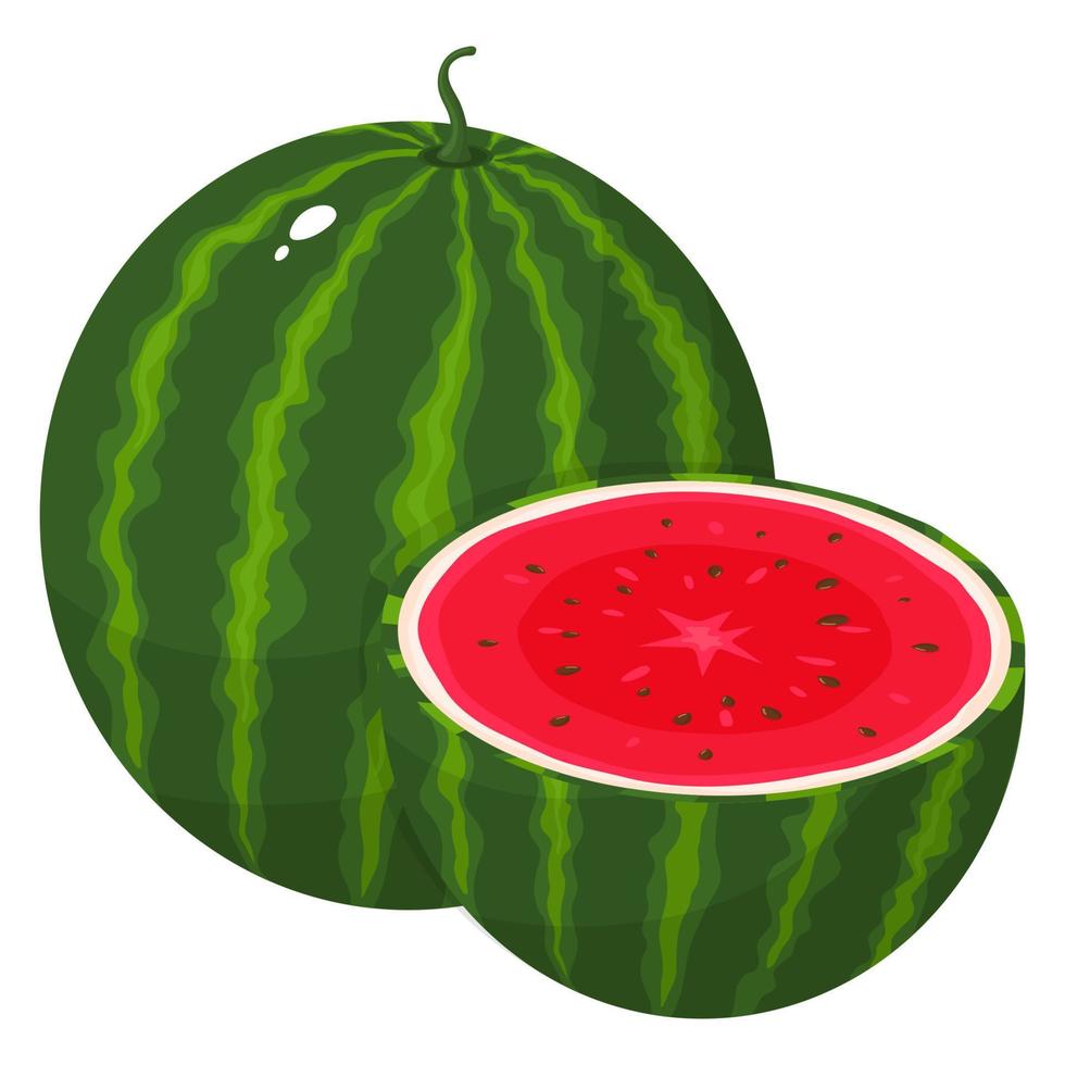 fruta fresca entera y media sandía aislada en fondo blanco. frutas de verano para un estilo de vida saludable. fruta organica estilo de dibujos animados ilustración vectorial para cualquier diseño. vector