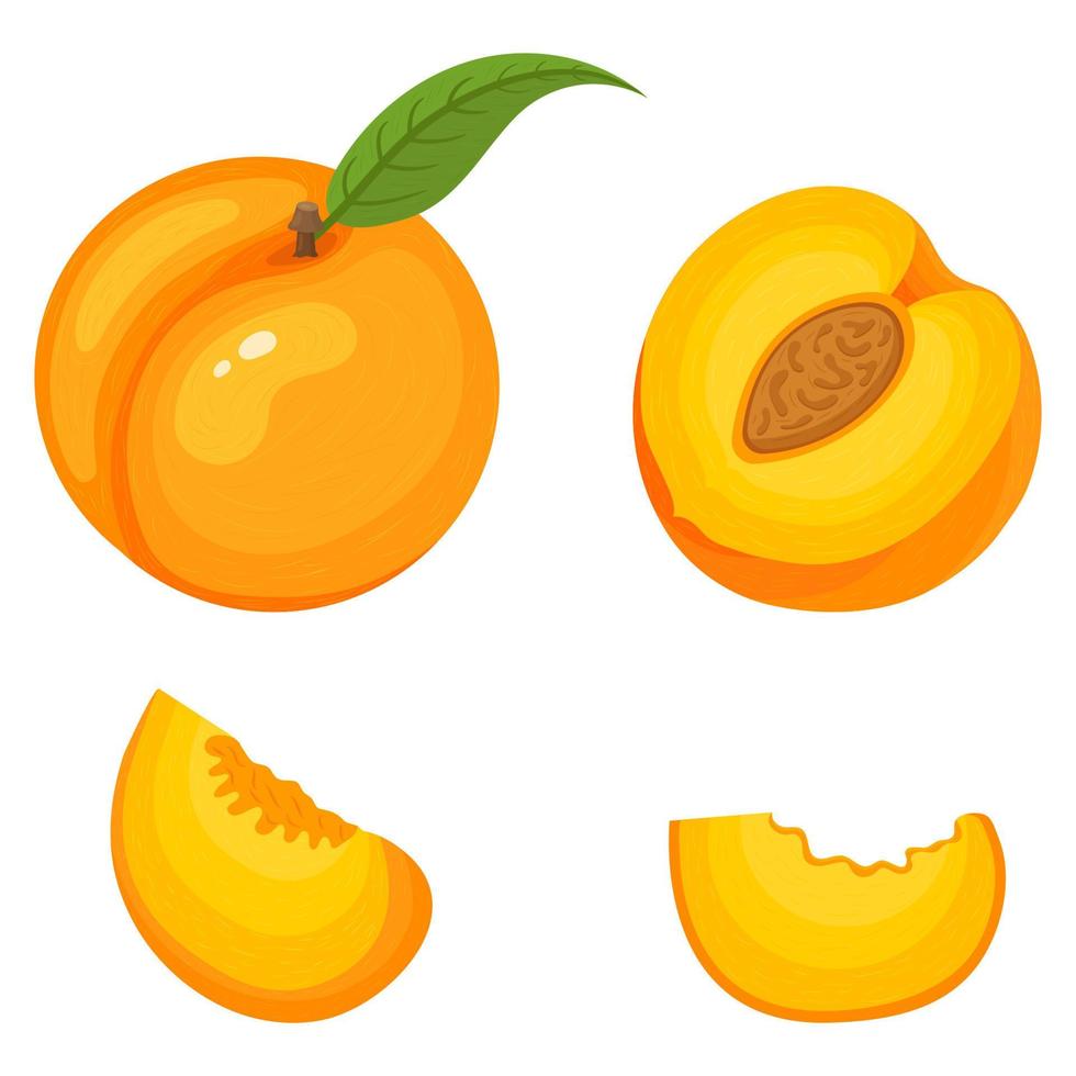 conjunto de frutas frescas de melocotón enteras, cortadas a la mitad, aisladas en fondo blanco. frutas de verano para un estilo de vida saludable. fruta organica estilo de dibujos animados ilustración vectorial para cualquier diseño. vector