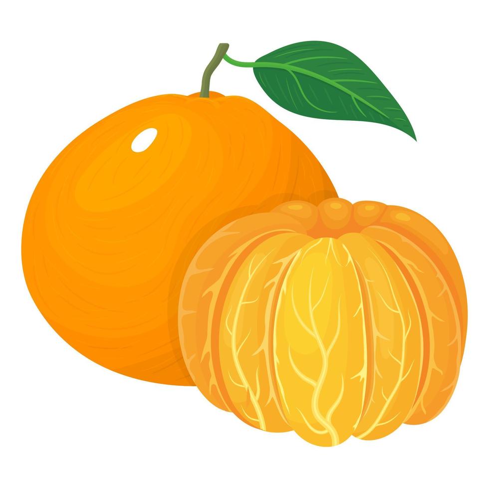 Fresh bright composition of exotic whole and peeled tangerine or mandarin isolated on white background. Summer fruits for healthy lifestyle. Organic fruit. Vector illustration for any design.