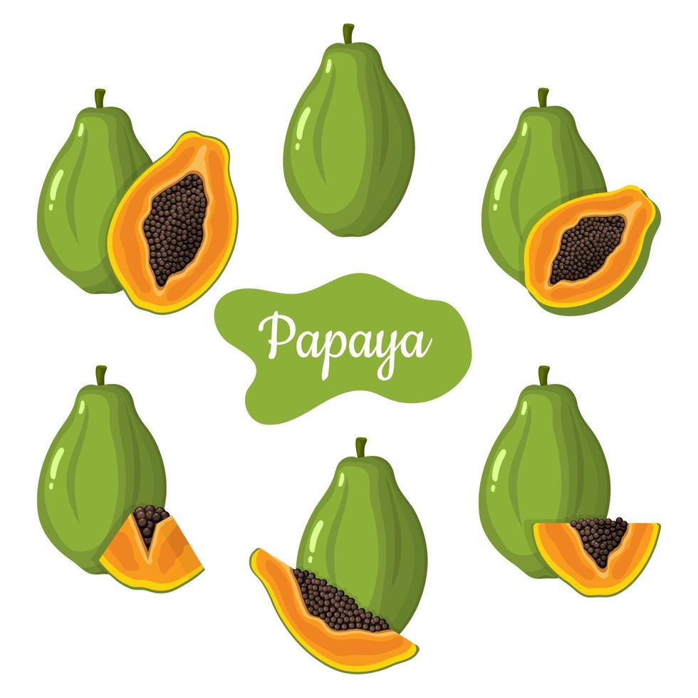 Set of fresh whole, half, cut slice papaya fruits isolated on white background. Summer fruits for healthy lifestyle. Organic fruit. Cartoon style. Vector illustration for any design.