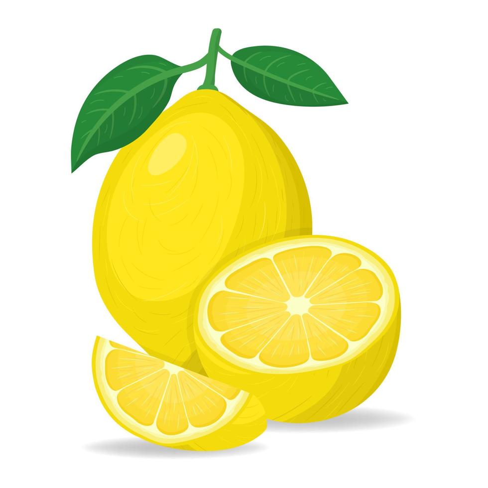 Fresh bright exotic whole, half and cut slice lemon fruit isolated on white background. Summer fruits for healthy lifestyle. Organic fruit. Cartoon style. Vector illustration for any design.