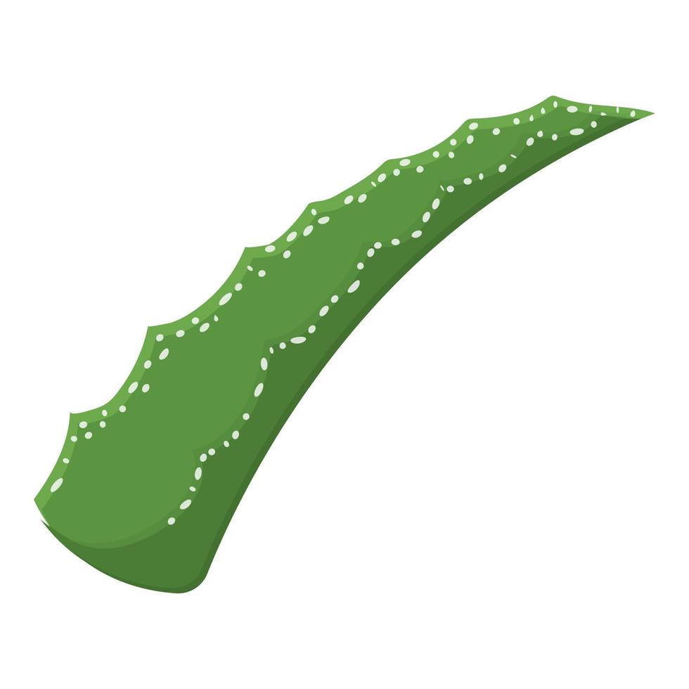 Aloe vera medicinal plant cut leaf isolated on white background. Cartoon style. Vector illustration for any design.