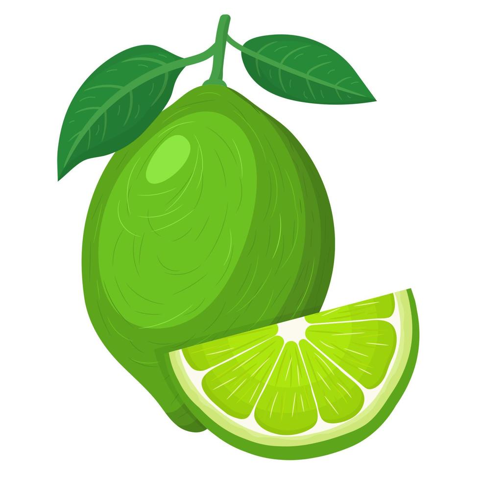 Fresh bright exotic whole and cut slice lime fruit isolated on white background. Summer fruits for healthy lifestyle. Organic fruit. Cartoon style. Vector illustration for any design.